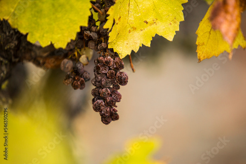 Grape raisins hanging on a vine surrounded by yellowing leaves. Fall in wine country.