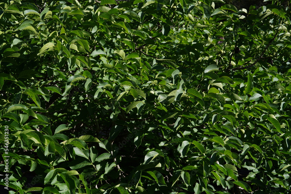 Lush green leaves of a Ficus tree in morning sun, forming beautiful patterns and textures with stunning shadows. Lush green leaves of a Ficus tree in morning sun, forming beautiful patterns and textures with stunning shadows.