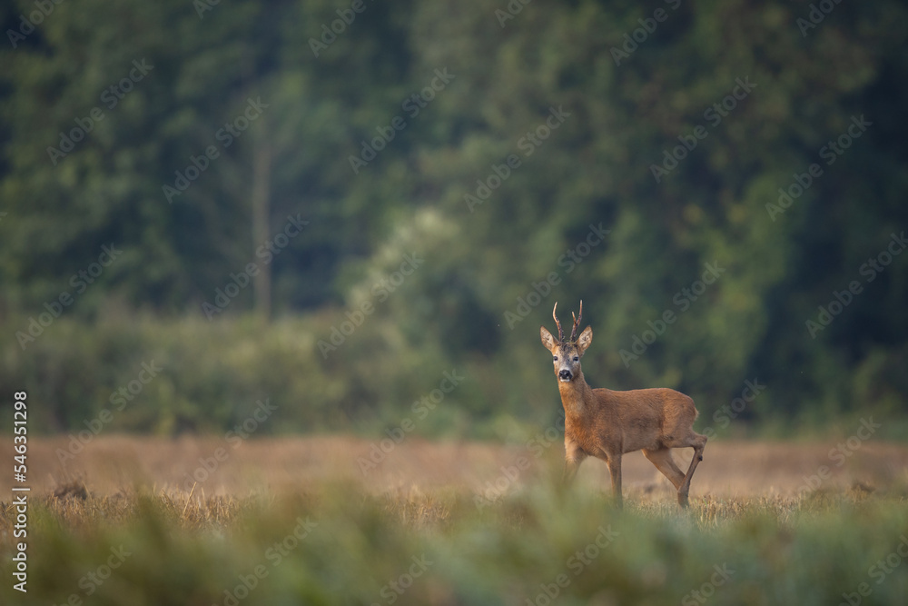 Fototapeta premium Roebuck - buck (Capreolus capreolus) Roe deer - goat