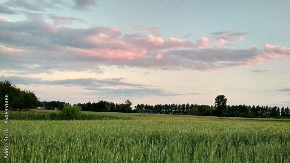 sunset over the field. field with green grass and pink sky sunset over the field. field with green grass and pink sky
