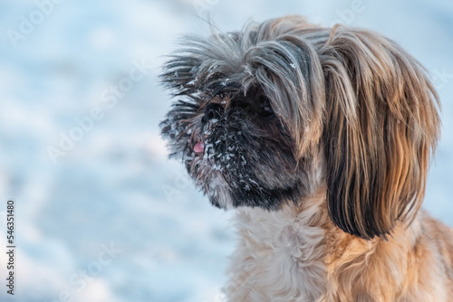 Shaggy Shih Tzu with black and cream coloring walks on winter day. Active dog looks with interest at snowy road on blurred background closeup