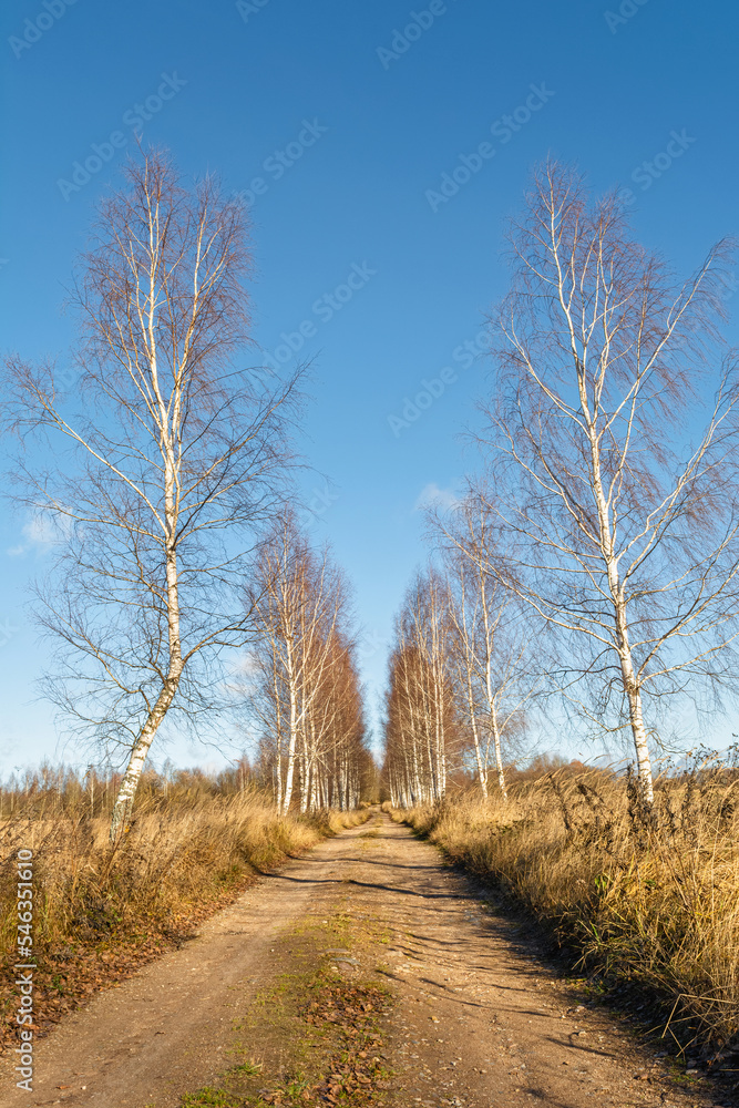 A rural sandy road passes through a birch grove. Trees without leaves. Autumn sunny day with blue clear sky. Nature landscape background
