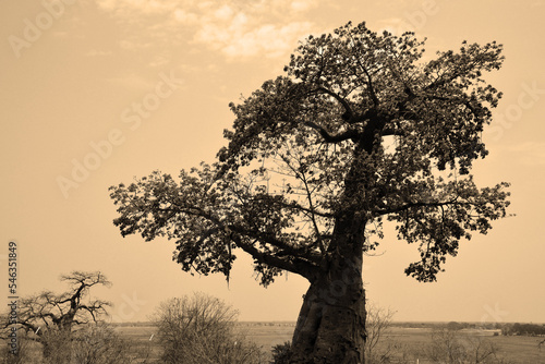 Baobab or  boab, boaboa, bottle tree, upside-down tree, and monkey bread tree Tarangire National Park is the sixth largest national park in Tanzania after Ruaha, Serengeti, Mikumi, Katavi and Mkomazi photo