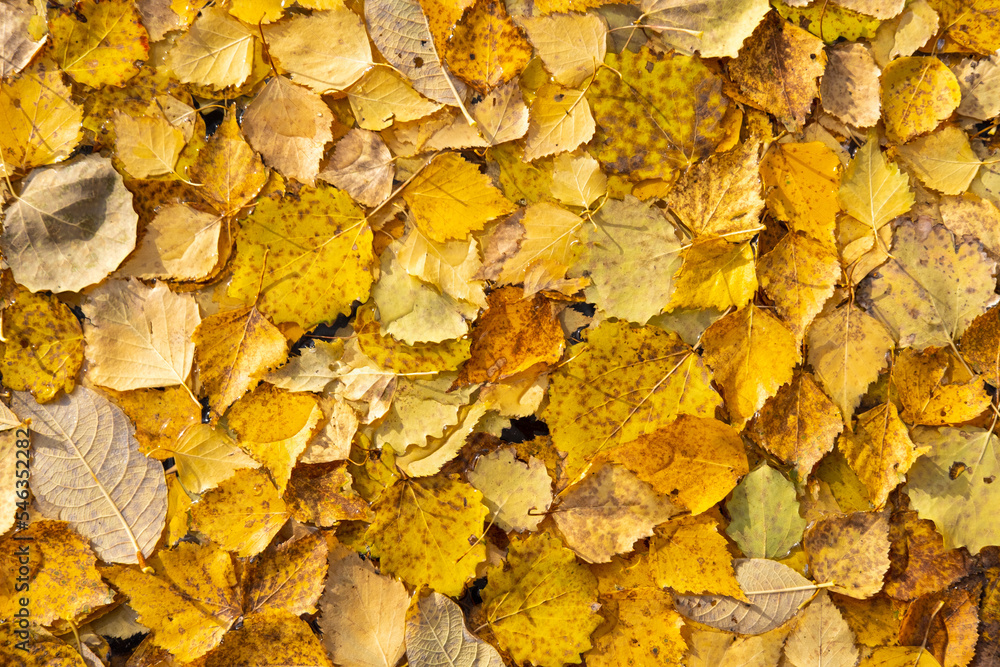 Autumn yellow fallen leaves on float on water, background texture. Colourful fall leaves in pond lake wate. Fall season leaves in rain puddle. Sunny autumn day foliage.