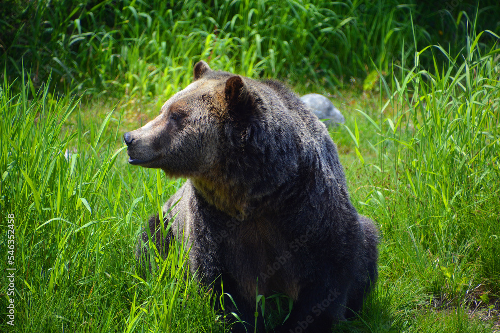 Fototapeta premium The grizzly bear also known as the silvertip bear, the grizzly, or the North American brown bear, is a subspecies of brown bear that generally lives in the uplands of western North America.