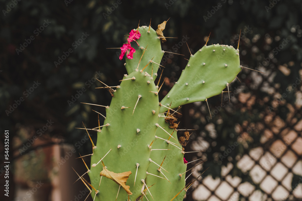Spiky green cactus with pink petals growing in Morocco Spiky green cactus with pink petals growing in Morocco