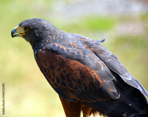 Harris hawk formerly known as the bay-winged hawk or dusky hawk  is a medium-large bird of prey that breeds from the southwestern United States south to Chile  central Argentina and Brazil