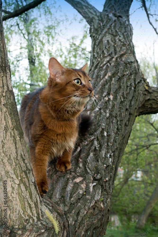Fluffy red cat breed Somali in the park, sitting in a fork in a tree Fluffy red cat breed Somali in the park, sitting in a fork in a tree