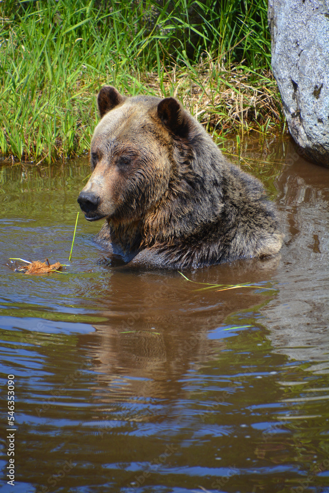 The grizzly bear also known as the silvertip bear, the grizzly, or the North American brown bear, is a subspecies of brown bear that generally lives in the uplands of western North America. The grizzly bear also known as the silvertip bear, the grizzly, or the North American brown bear, is a subspecies of brown bear that generally lives in the uplands of western North America.