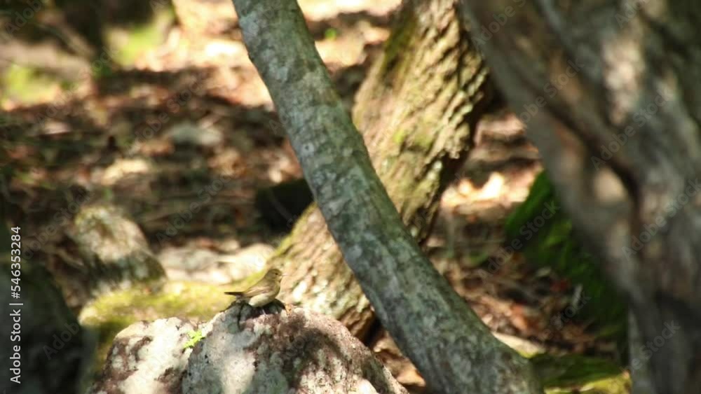tree in the forest bird tree in the forest bird