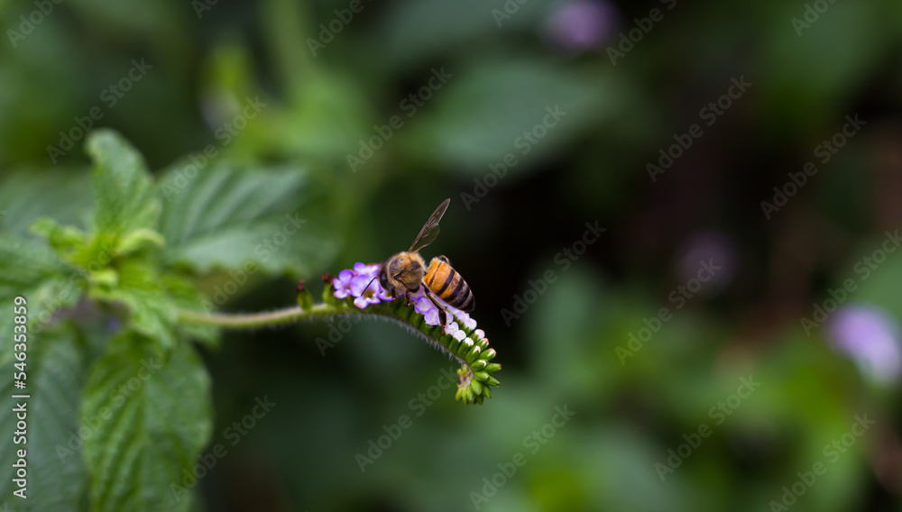 Honey bee on a small flower. Close-up view. Honey bee on a small flower. Close-up view.