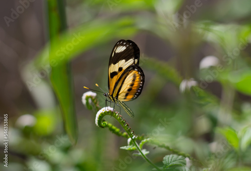 Butterfly sitting on a small flower.  Macro view butterfly flower.