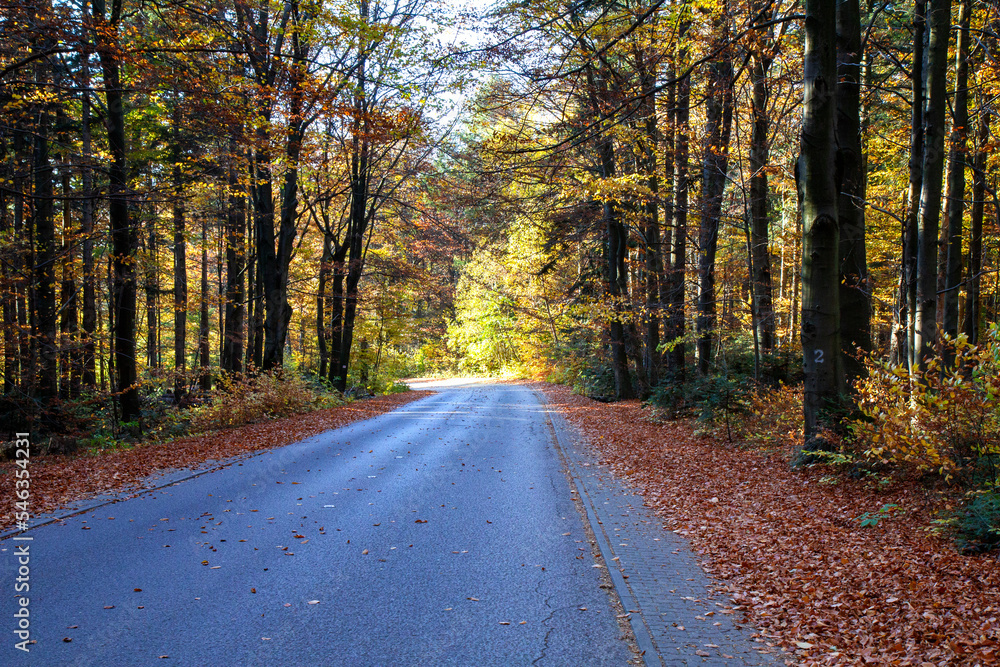 The trail leading to Łysa Góra (Holy Cross, Świętokrzyskie Mountains). Autumn forest The trail leading to Łysa Góra (Holy Cross, Świętokrzyskie Mountains). Autumn forest