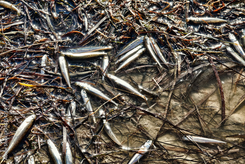 A dried-up lagoon (lake) and a lot of dead small fish, summer drought, water pollution additionally. Sand smelt (Atherina boyeri) photo