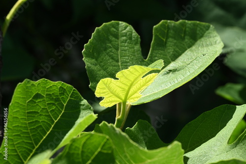 Leaves of a Chicago Fig Tree in the Spring of 2022