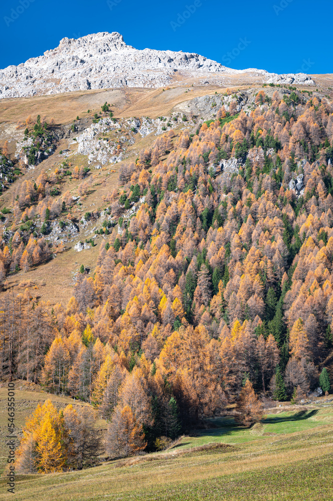 Larix trees with golden autumn colours on a mountainside in the Engadine valley, Switzerland