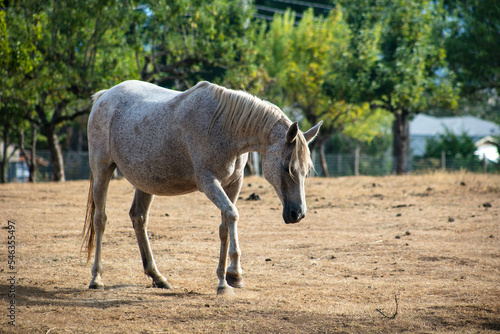 A White Horse Standing in its Corral Field