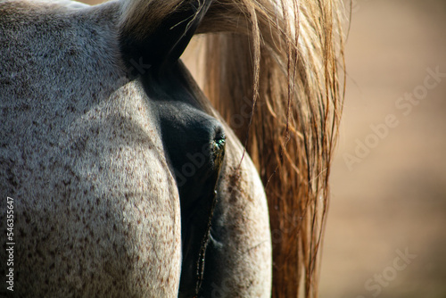Photography A Close Up of a White Horse's Anus while Farting representing Methane Gas and Cl