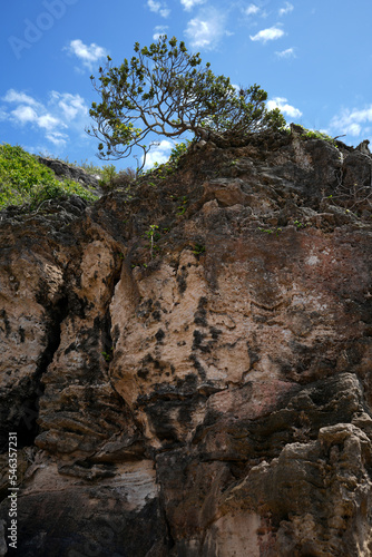 Lonely tree growing on the side of a cliff, natural bonsai with beautiful cloudy blue sky, showing the beauty in nature and toughness of trees. © Phillip