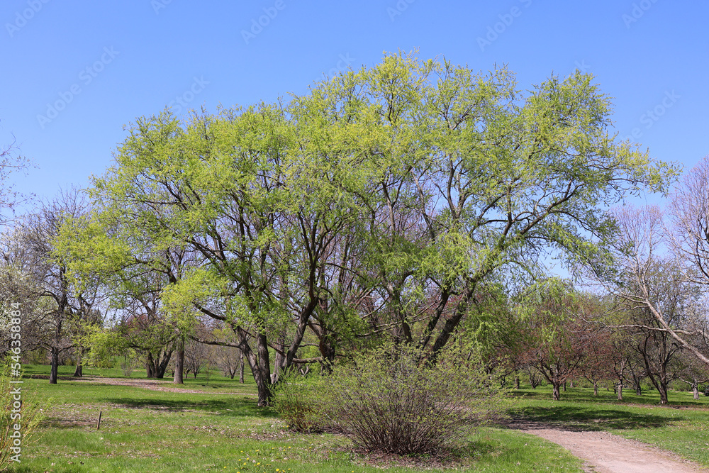Spring landscape Montreal Quebec province Canada Spring landscape Montreal Quebec province Canada