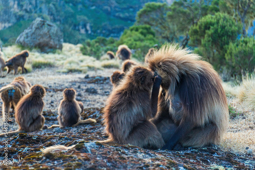 Gelada monkeys grooming in Ethiopia