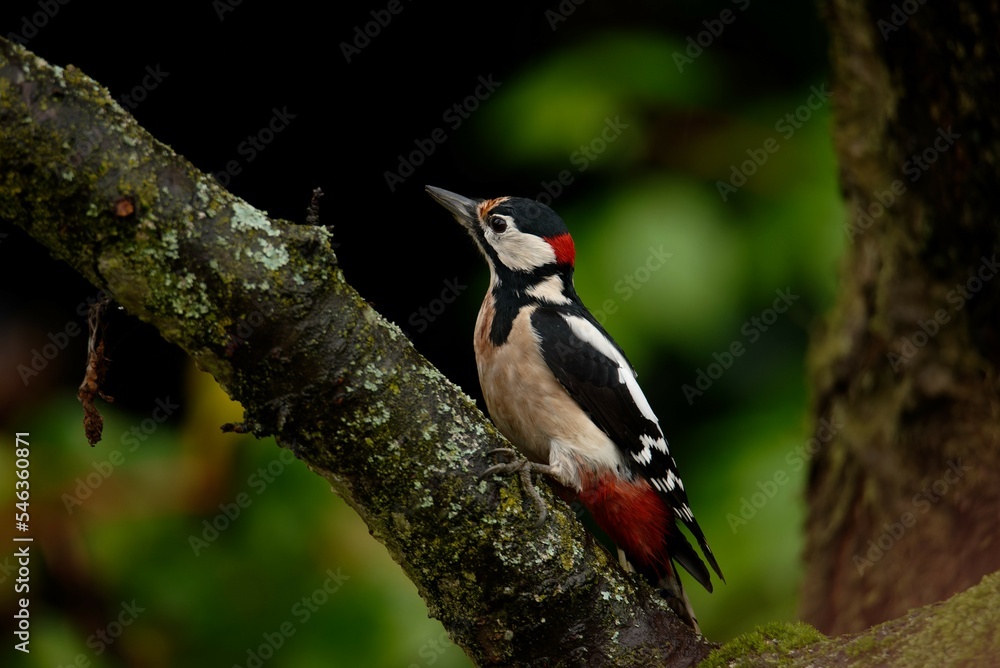 Fototapeta premium Great woodpecker