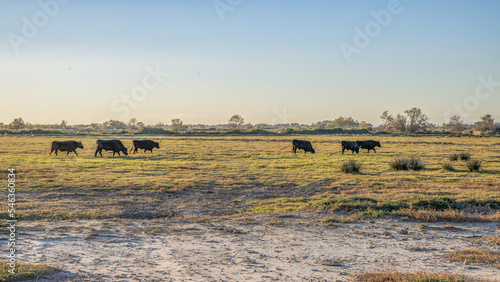 Groupe de taureaux dans la prairie d'une manade en Camargue