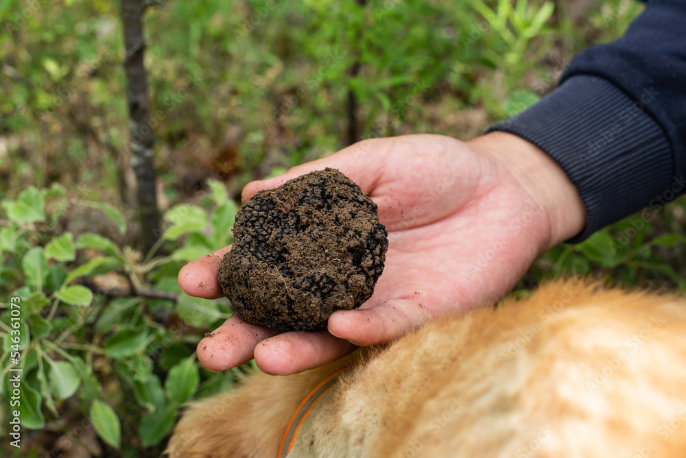 Man holding big mushroom black truffle (TUBER AESTIVUM) in front of dog cocker spaniel. Truffle hunter in the forest.