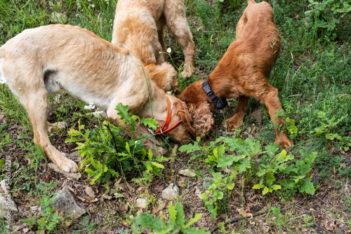 Canvas Print Cocker spaniel dogs looking for mushrooms
(TUBER AESTIVUM) in the forest