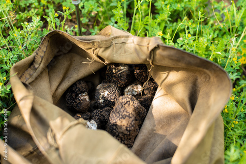 A bag full of black truffle mushrooms (TUBER AESTIVUM) in the forest.