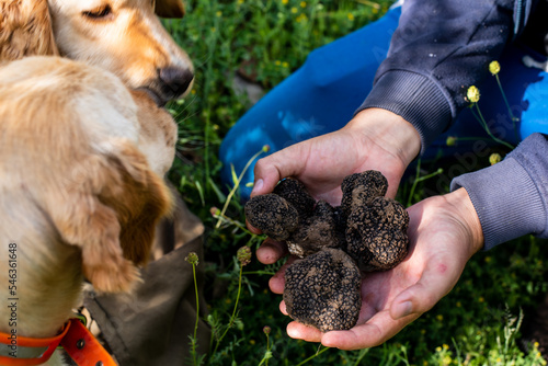 Man holding big mushrooms black truffle (TUBER AESTIVUM) in front of dogs cocker spaniel. Truffle hunter in the forest.