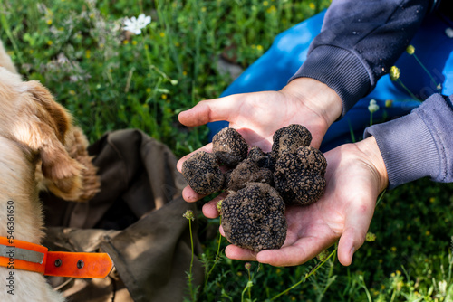 Photography Man holding big mushrooms black truffle (TUBER AESTIVUM) in front of dogs cocker spaniel