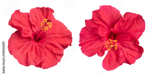 Red hibiscus flowers isolated on transparent background 