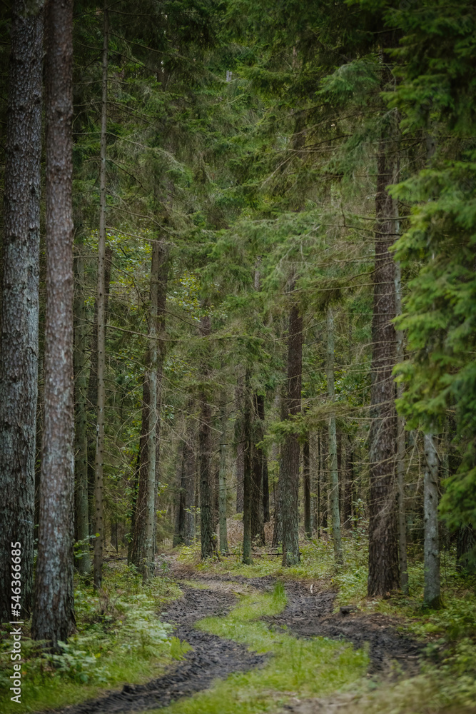 Obraz premium Dark forest roads. Light in the forest tunnel
