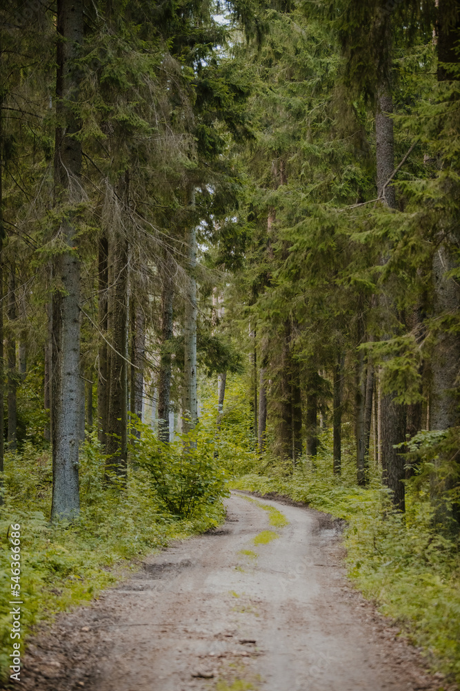 Dark forest roads. Light in the forest tunnel Dark forest roads. Light in the forest tunnel