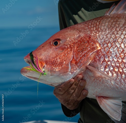 Northern red snapper fish in the hand of a fisherman