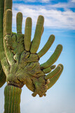 A closeup of a cristate saguaro cactus with many arms in the Sonoran desert of Arizona.