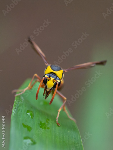 Delta unguiculatum is a species of pottery wasp from Europe photo