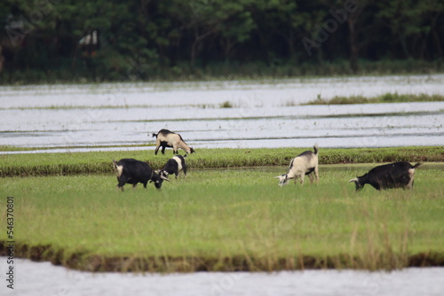 herd of goats © Sohel
