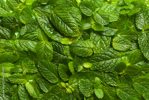 mint green leaves for fresh wallpaper or BACKGROUND with PATTERN. GREENARY of nature photo
