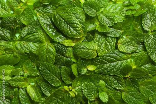mint green leaves for fresh wallpaper or BACKGROUND with PATTERN. GREENARY of nature