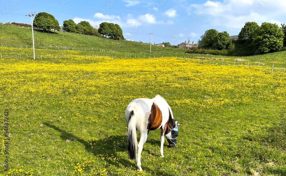 Brown and white horse, grazing in a meadow, with buttercups near, Bradford, Yorkshire, UK Brown and white horse, grazing in a meadow, with buttercups near, Bradford, Yorkshire, UK