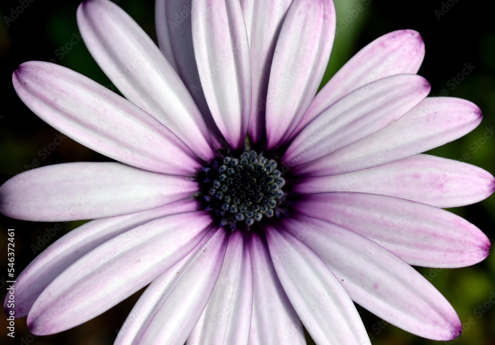 Nahaufnahme einer violetten Gazanie