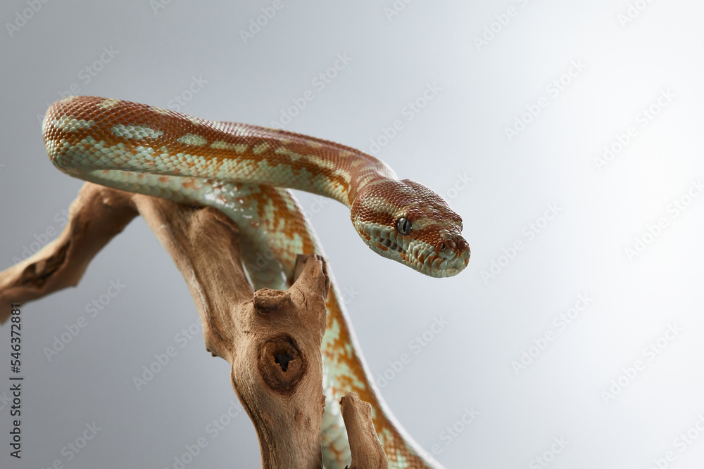 Naklejka premium snake on a grey background. Carpet python. Animal in the studio
