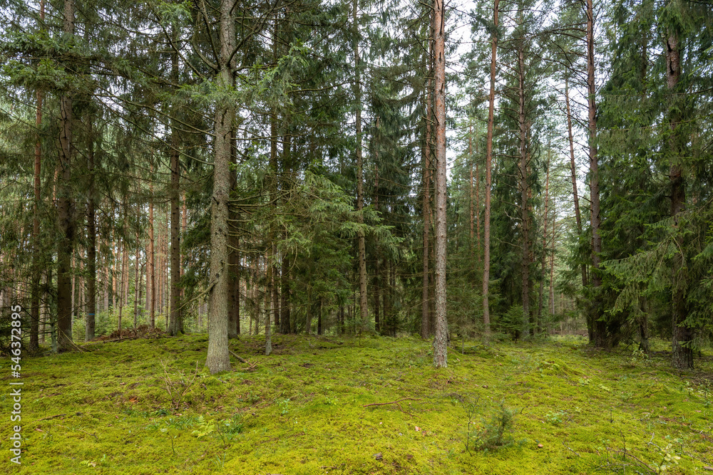 Obraz premium A beautiful natural forest in the Knyszyn Forest