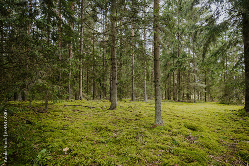 Fototapeta Naklejka Na Ścianę i Meble -  A beautiful natural forest in the Knyszyn Forest