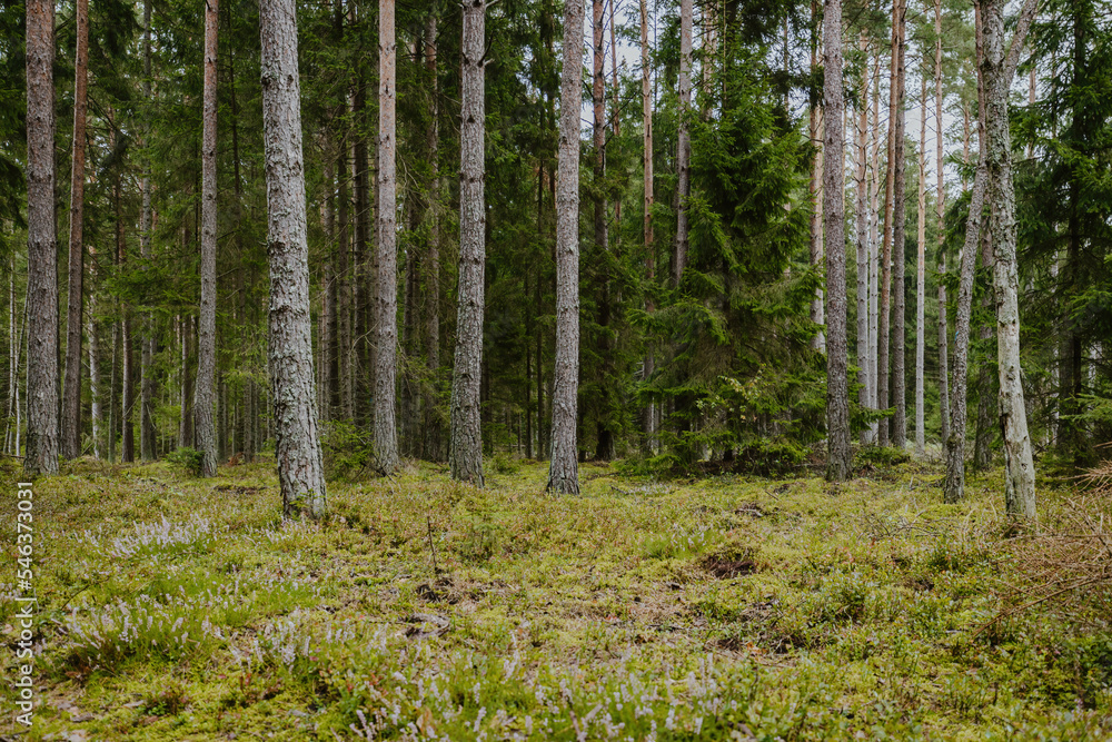 A beautiful natural forest in the Knyszyn Forest A beautiful natural forest in the Knyszyn Forest