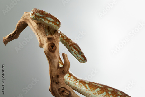 snake on a grey background. Carpet python. Animal in the studio