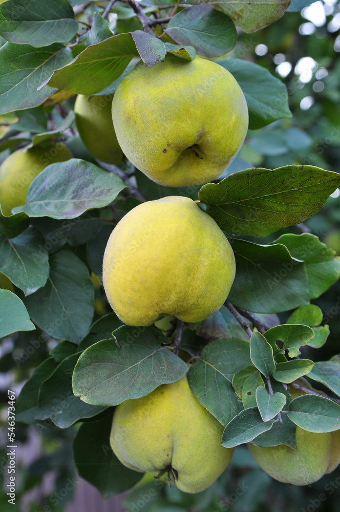 Quince (Cydonia oblonga) ripens on the branch of the bush