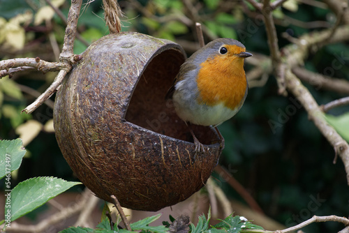 A bird, Robin redbreast ( Erithacus rubecula) bird a European garden songbird with a red or orange breast